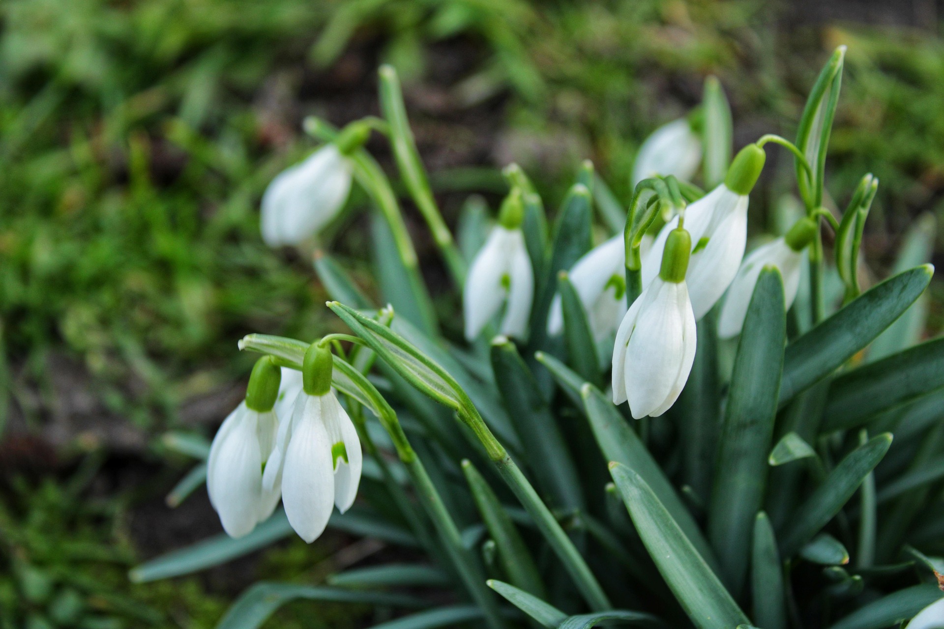 Zbliżenie makro na kępę kwitnących białych przebiśniegów (Galanthus) rosnących na ciemnej wiosennej glebie, otoczonych gęstymi, długimi, niebiesko-zielonymi liśćmi. Kilka białych, dzwonkowatych kwiatów wisi na smukłych łodygach, a ostrość skupia się na grupie kwiatów na pierwszym planie, pokazując ich płatki z zielonymi oznaczeniami